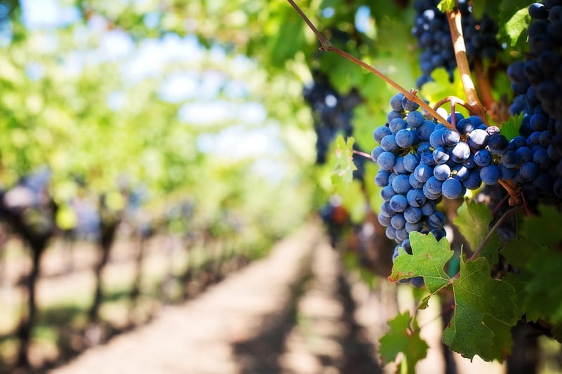 Napa Valley