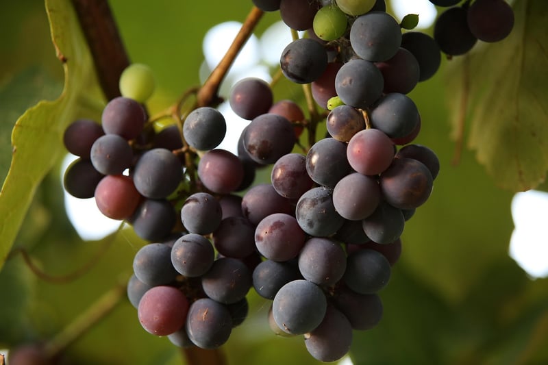 Xinomavro Grapes