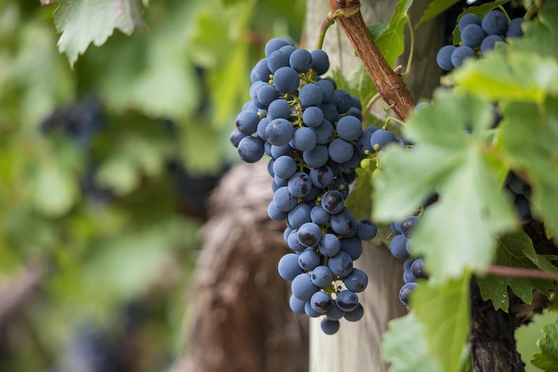 Sagrantino Grapes