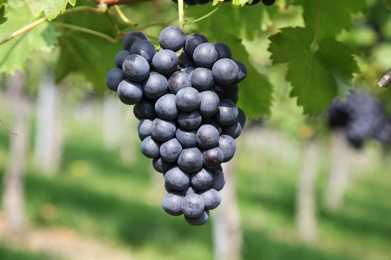 Tannat Grapes